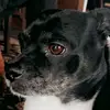 Kathy Clingerman - @kjc0133dogmom - TikTok