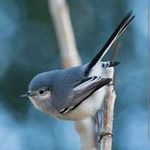 Kathy Coombs - @pionusblue - Instagram