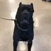 Kathy_Anderson_Cane_Corso - @kathy_anderson_canecorso - TikTok