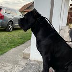 Kathy Suuder Cane Corso kennel owner - @nordic_shadow_cc - Instagram