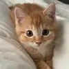 kathy_covers_ai - @kathy_covers_ai - TikTok
