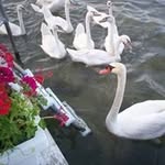 Kathy Craft - @craftk2009 - Instagram