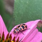 Kathy Crow - @crowhead336 - Instagram