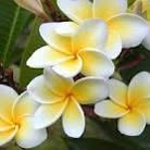 Kathy  Dai - Facebook