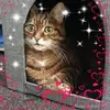 Kathy Deane Kelly - @kathydeane366 - TikTok