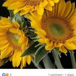 Kathy de Groot - @kathy.degroot.5 - Instagram