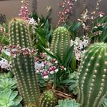 Kathy Dimopoulos - @kdimopoulos68 - Instagram