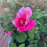 Kathy Dobson Johnson - @kathyjohnson8630 - Instagram