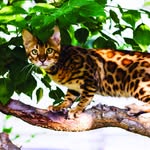 Kathy Dobson Kiser - @laddhillbengals - Instagram