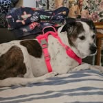 Kathy Downer Stufflet - @katstuffy65 - Instagram