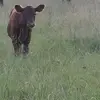 Durden Farms - @kathydurden - TikTok