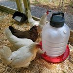 Kathy Early - @i_have_a_blue_heeler - Instagram