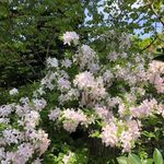 Kathy Enderle - @kgarden65 - Instagram