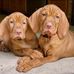Kathy Engelsman - Facebook