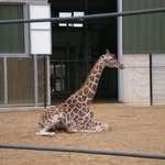 Kathy Everitt - @giraffetraveller - Instagram