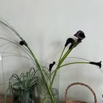 Kathy_flora - @leresteflorahui - Instagram