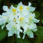 Kathy Gard Stentzel - @ksgrdn - Instagram
