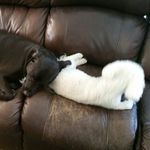 dogsfan - @kathyglaze379 - Instagram