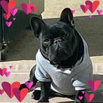 Kathi Gratton - @pinelandsfrenchies - Instagram