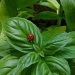 Kathy Greco - @basilgarden50 - Instagram
