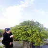 kathy_GrowBagSuppliers - @kathyyin02 - TikTok
