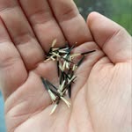 @kathygrowsfood - Instagram