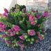Kathy Haar - Facebook