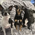 Kathy Haight - @prkbarkbites - Instagram