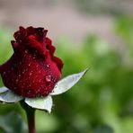 Kathy Halcomb - Facebook