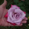 kathyhammonds66 - @kathyhammonds66 - TikTok