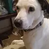 Kathy Hardesty-Peters - @kathy.hardestypet - TikTok