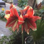 Kathy Hitt - @sneakygarden - Instagram