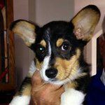 Kathy Floyd Horner - @corgi2dogs - Instagram