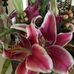 Kathy Karst - Facebook