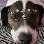Kathy Kauffman - @oliverthepointermix - Instagram