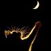Kathy Kelemen - Facebook