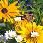 Kathy Klinger - Facebook
