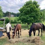 Kathy Kimble - @mustangalley12 - Instagram