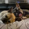 Haha - @kathy.knack - TikTok