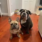Kathy Knack - @peppabulldog16 - Instagram