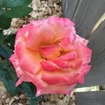 Kathy Lindquist - @kjbr.kjbr - Instagram