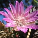 Kathy Lockridge - @lockridgekathy - Instagram