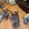 Kathy loewen - @allycat1955 - TikTok