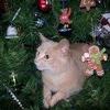 Kathy Maness - @kathymaness1 - TikTok
