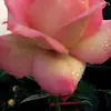 marcellaukathyw - @marcellaukathyw - TikTok
