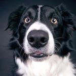 Kathy McCray - @famous.pets.club - Instagram