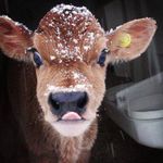 Kathy McVey - @alaskacowmommy - Instagram
