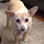 Kathy Metz - @pbkdog - Instagram