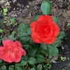 kathymetzlertrimb - @kathymetzlertrimb - TikTok