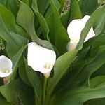 Kathy Murchison Curtis - @kcurtis1005 - Instagram